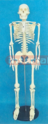 85 CM TALL, ADULT CLEAR CARTILAGE SKELETON WITH PLASTIC ROUND STAND.